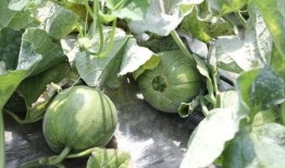 韩城吃瓜事件网红是谁,揭秘网红背后的真相